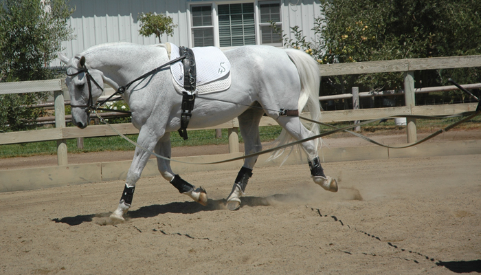 Arlyn DeCicco Master Long Lines Equine Training 400×700
